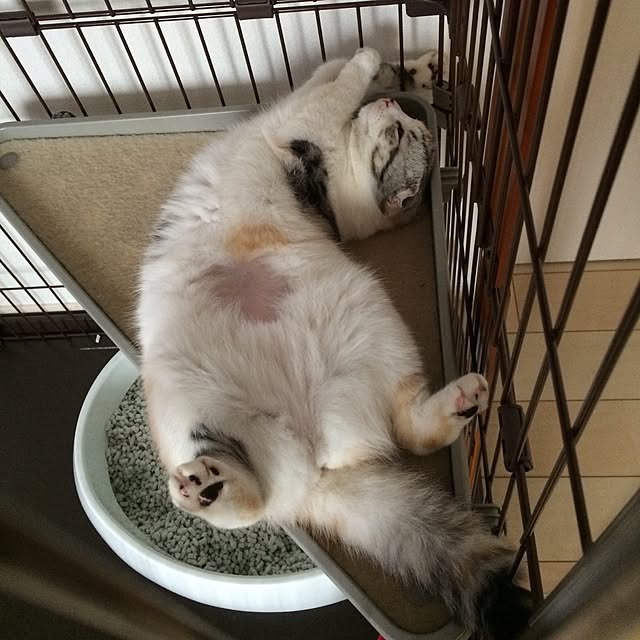 yokkochanさんの実例写真