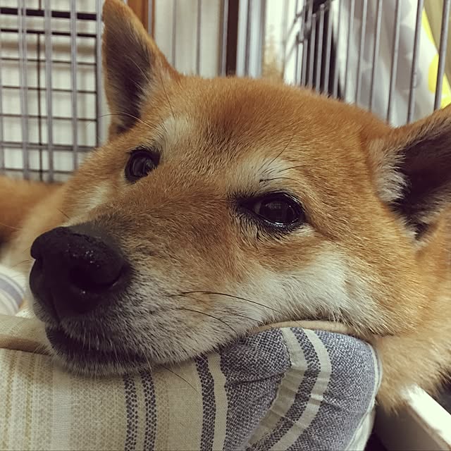 部屋全体/犬/いぬと暮らす/インテリアじゃなくてごめんなさいのインテリア実例 - 2017-04-17 19:15:38