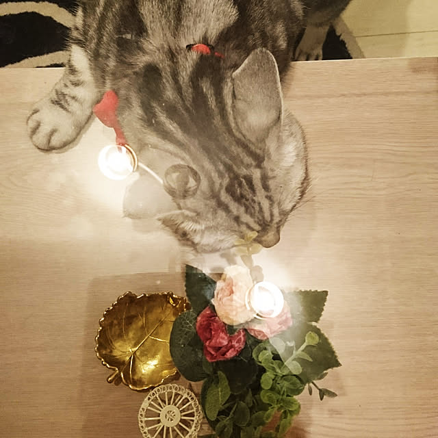 filament0109さんの実例写真