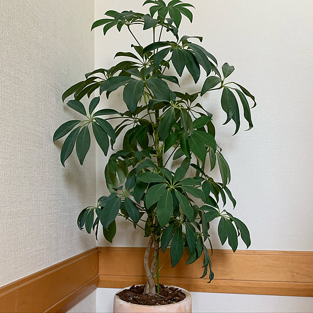 ramuponさんの実例写真