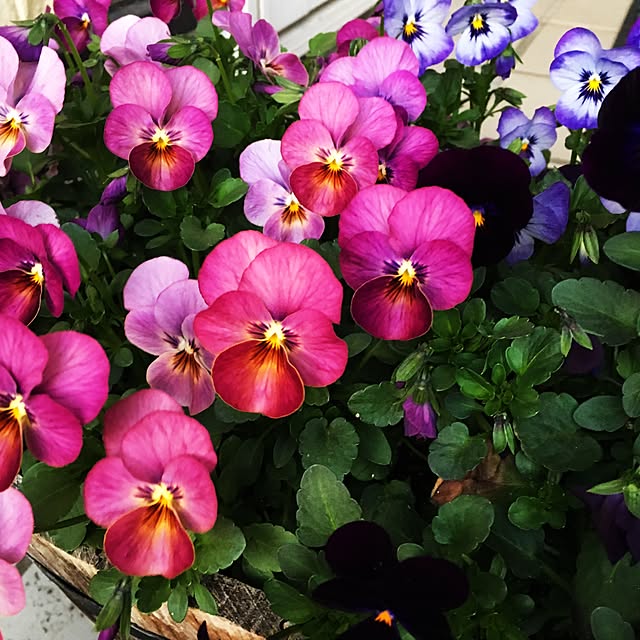 tanyuumoさんの実例写真