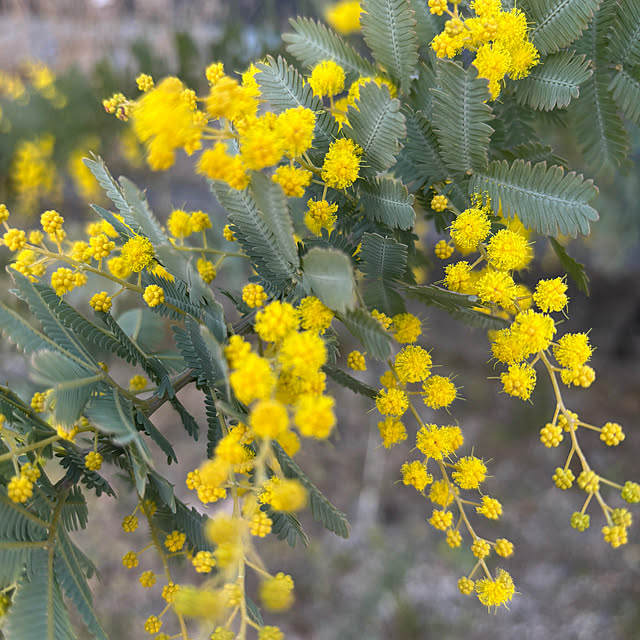 yokoさんの実例写真