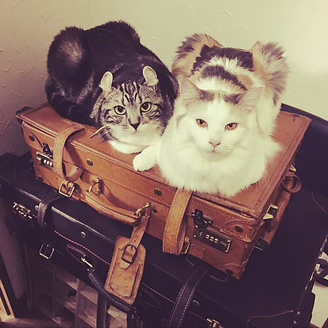 トランクケース/猫スペース/ねこと暮らす。/棚のインテリア実例 - 2020-04-29 15:06:43