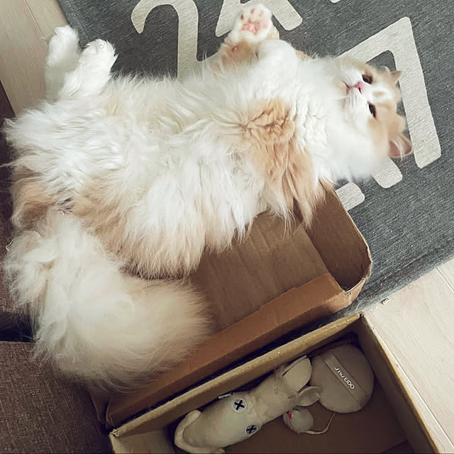 yuuchoさんの実例写真