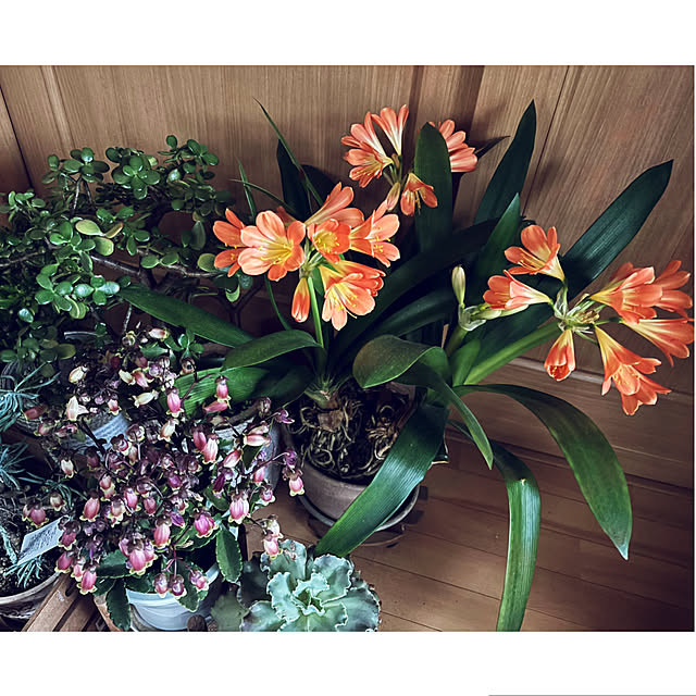 CoCo0617さんの部屋