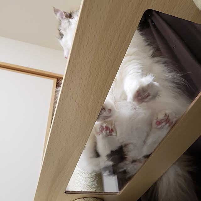 mofさんの実例写真
