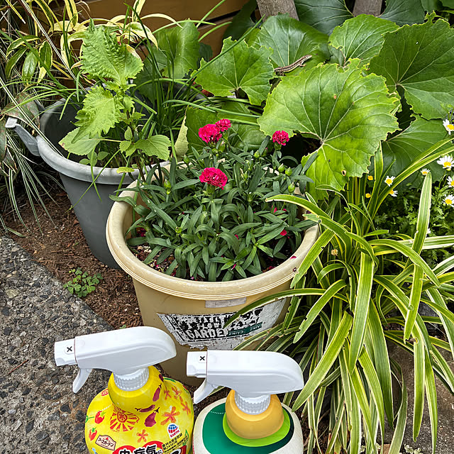 mirutanさんの実例写真
