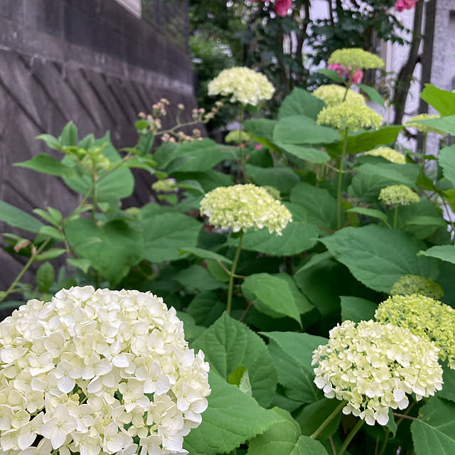 hatsugaさんの部屋