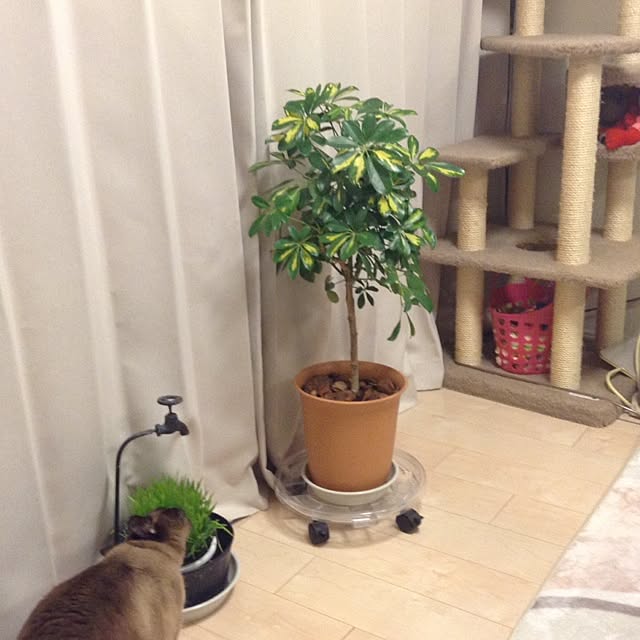 dodoさんの実例写真