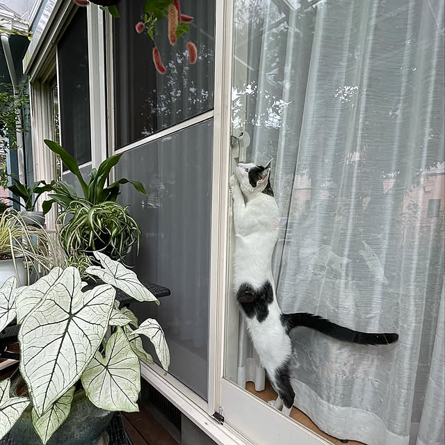 nobikoさんの実例写真