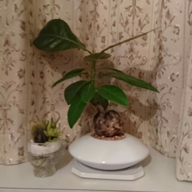 DoDさんの実例写真