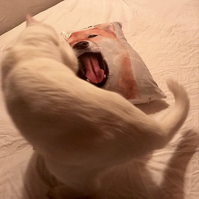 sakurasakuさんの実例写真