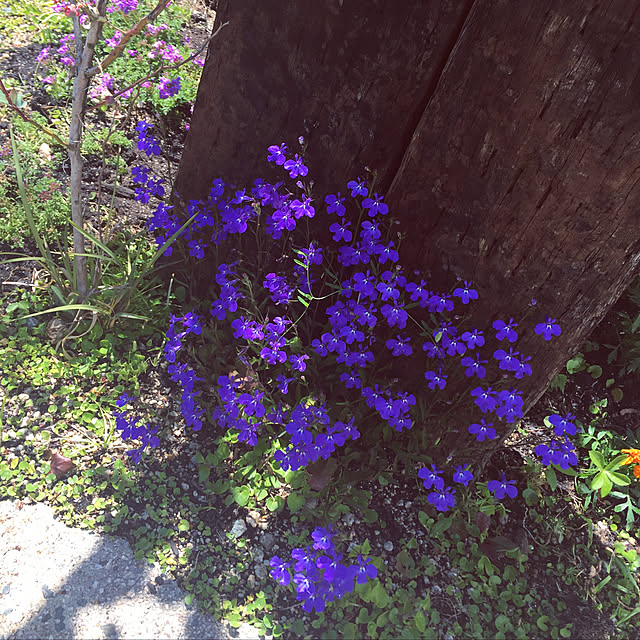 violetさんの実例写真