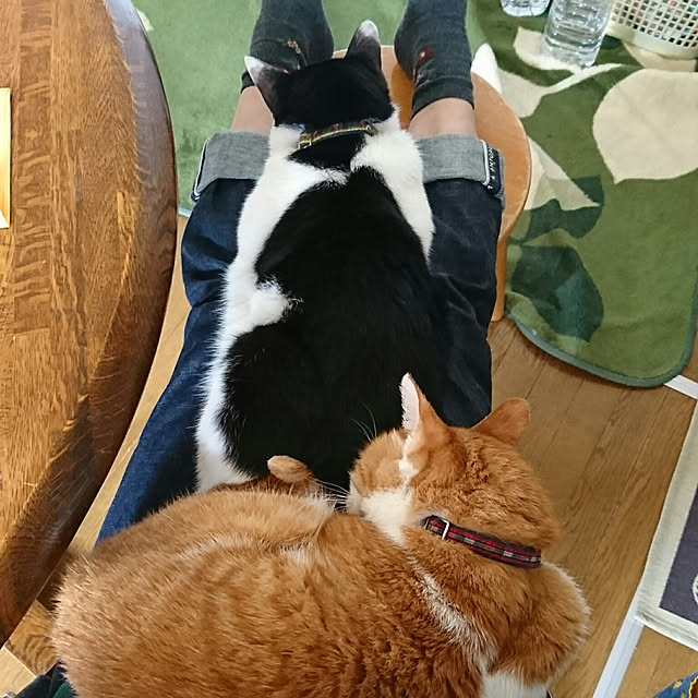 SHIHOさんの実例写真