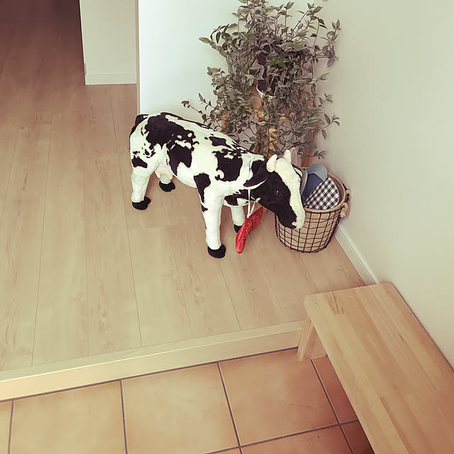 牛/観葉植物/玄関/入り口のインテリア実例 - 2018-08-16 15:32:16