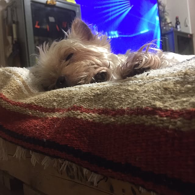 cooさんの実例写真