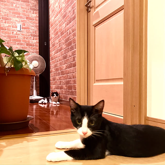 butachanさんの実例写真
