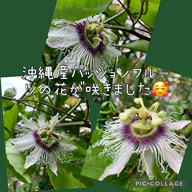 Aqettyさんの実例写真