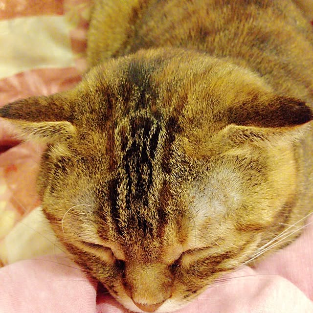Y.Gさんの実例写真