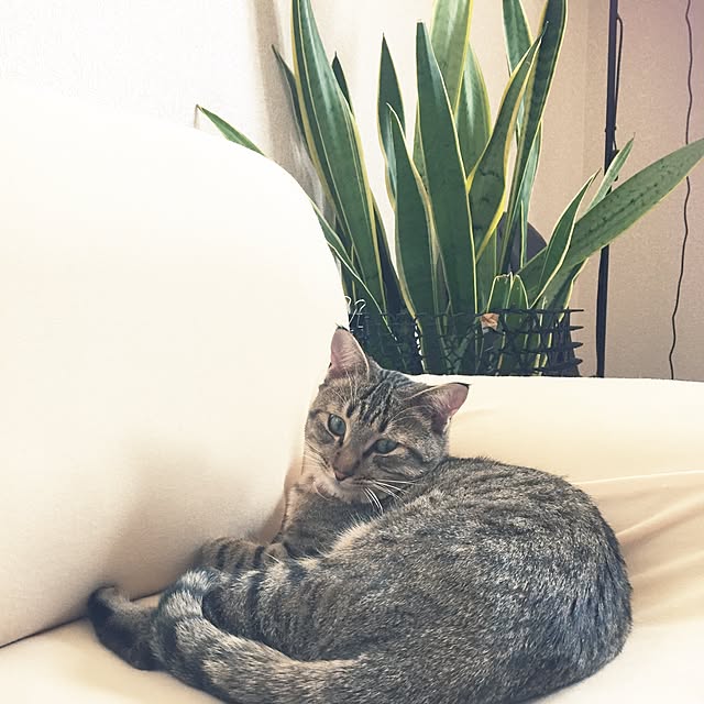 kirinさんの実例写真