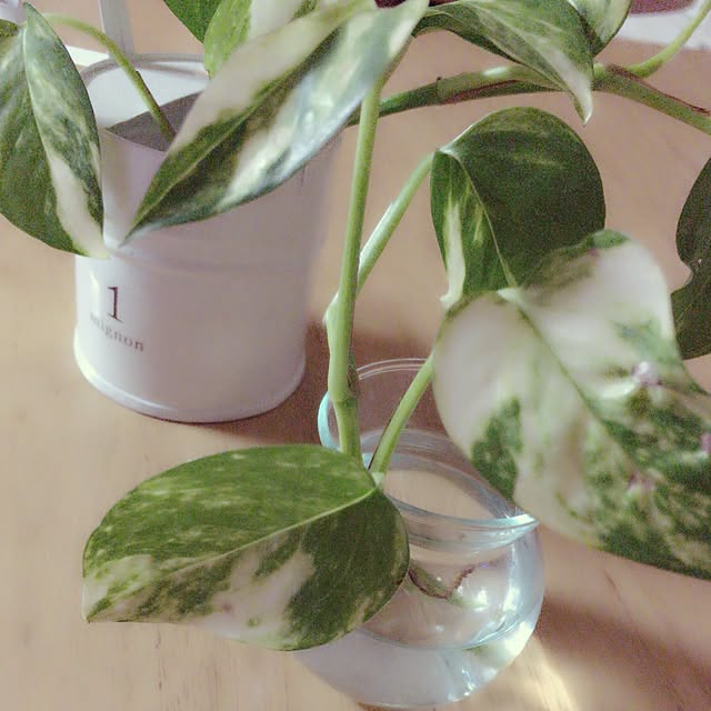 Yonesakiさんの実例写真