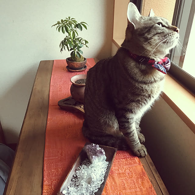 mikan161さんの実例写真