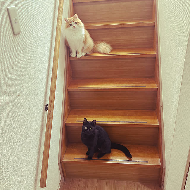 部屋全体/階段/ナチュラル/賃貸/黒猫...などのインテリア実例 - 2025-04-15 07:53:41