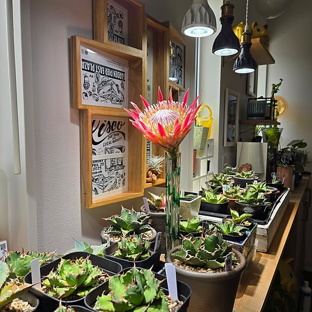 nonbiri_house_さんの部屋