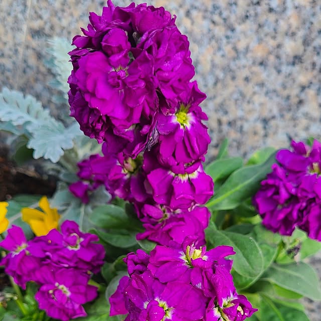 yumi.grandsaisonさんの部屋