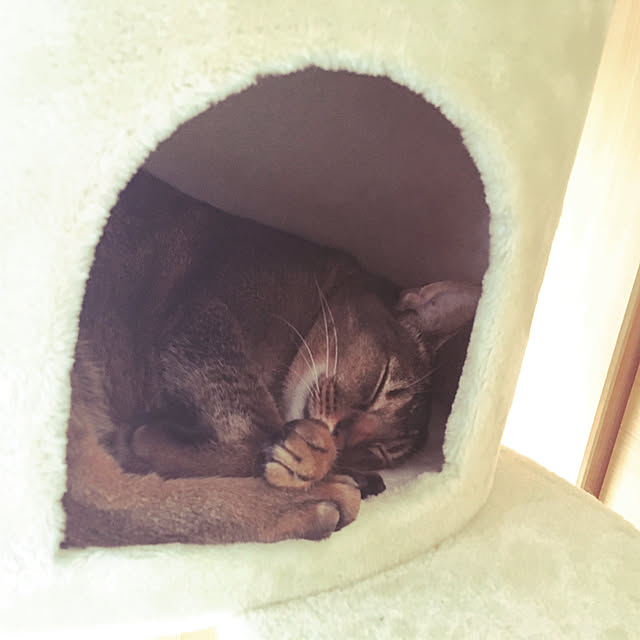 michunekoさんの実例写真