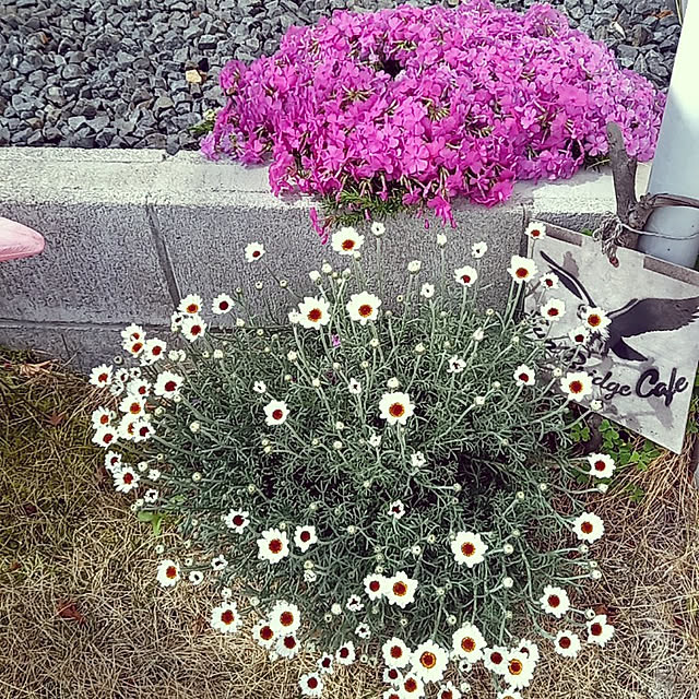 shiiitanさんの実例写真