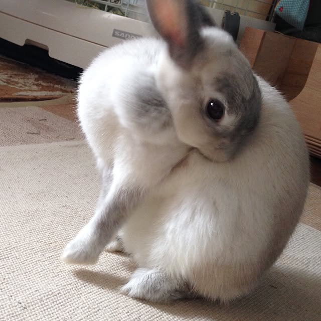 yokomokoさんの実例写真