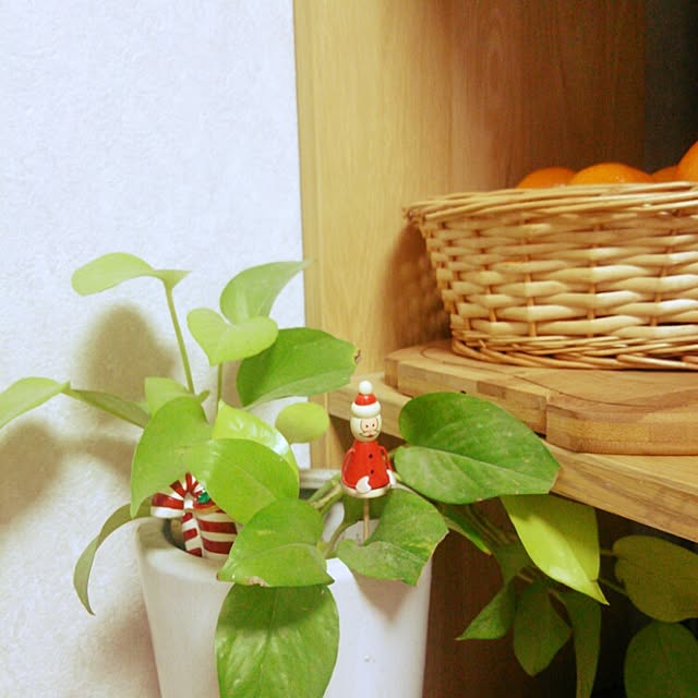 リビング/植物のインテリア実例 - 2014-12-11 22:08:59