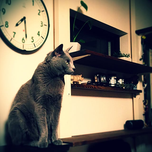 poiさんの実例写真