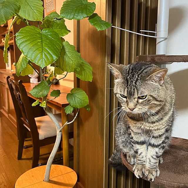 kuuさんの実例写真
