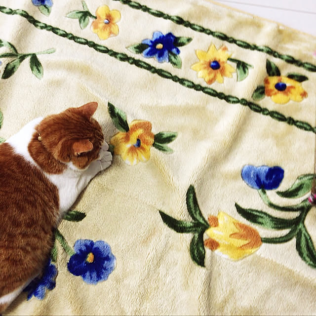 NyaNyamiさんの実例写真