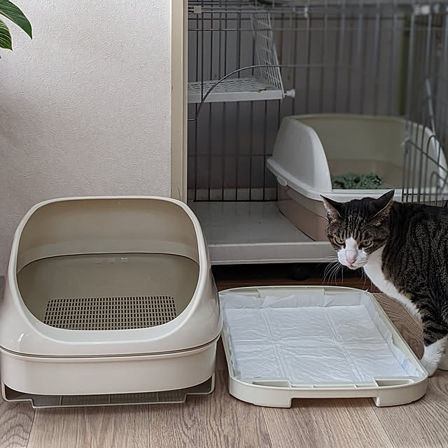 ichi.さんの実例写真