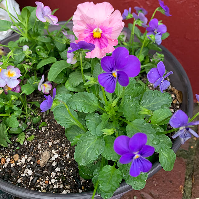 AYUKOさんの実例写真