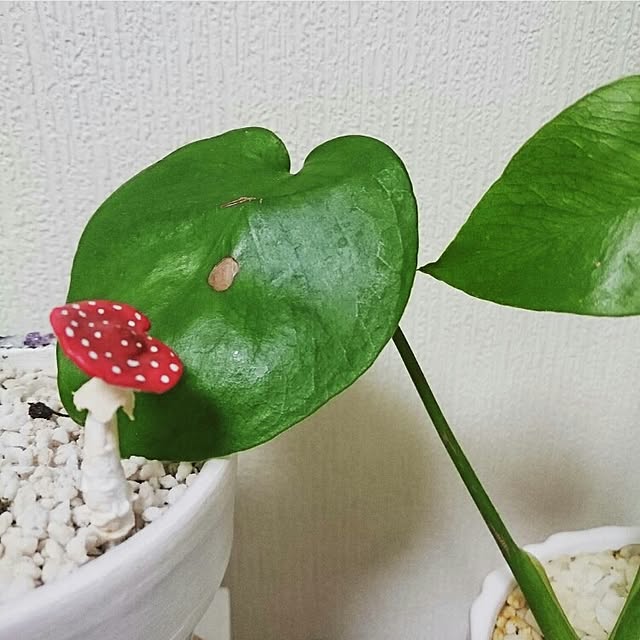 picoさんの実例写真