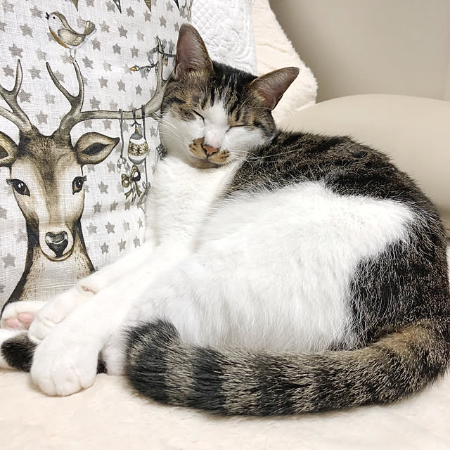 yuchiさんの実例写真