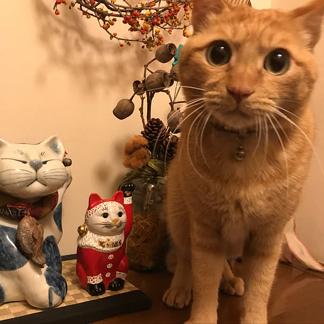 sakiさんの実例写真