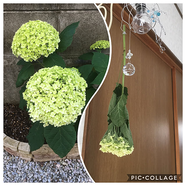 mimoza.さんの実例写真