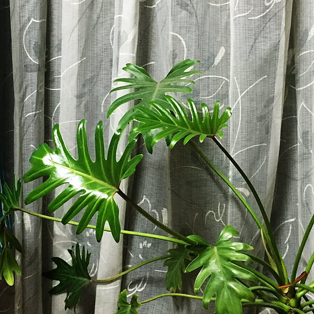 yumikoさんの実例写真