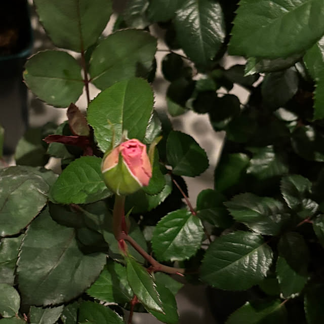 choさんの実例写真