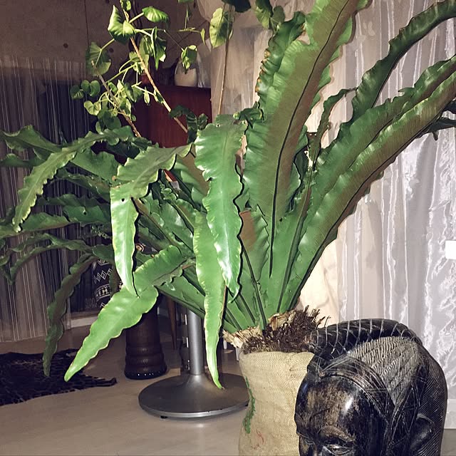 Kiminobuさんの実例写真