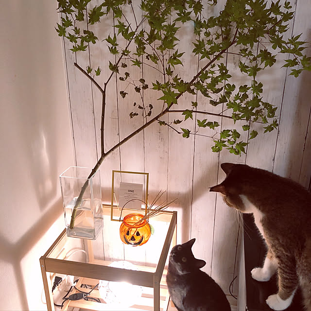 nekomiさんの実例写真