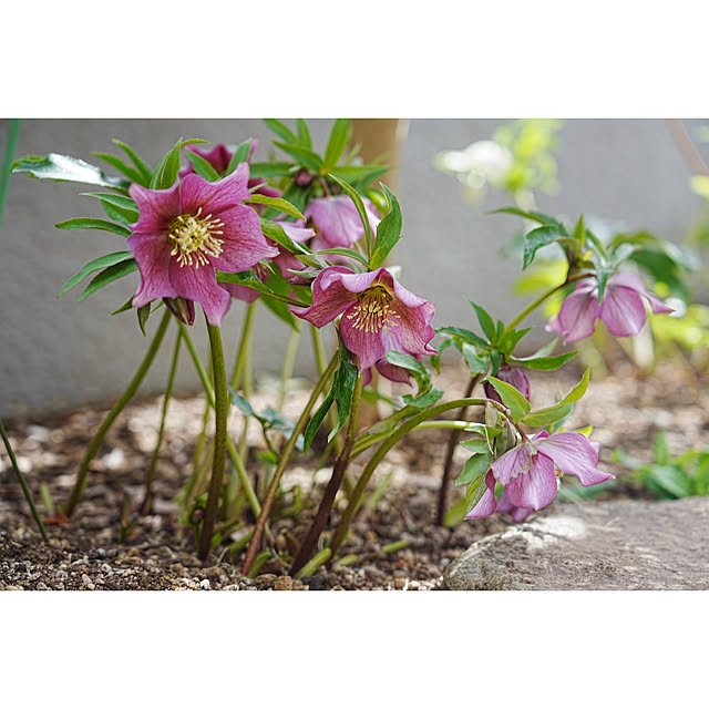 haruisabelさんの実例写真