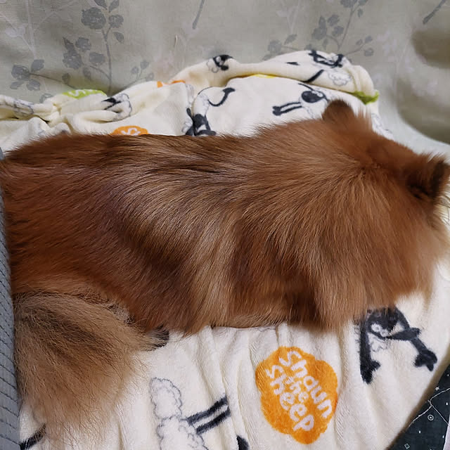 momoさんの実例写真