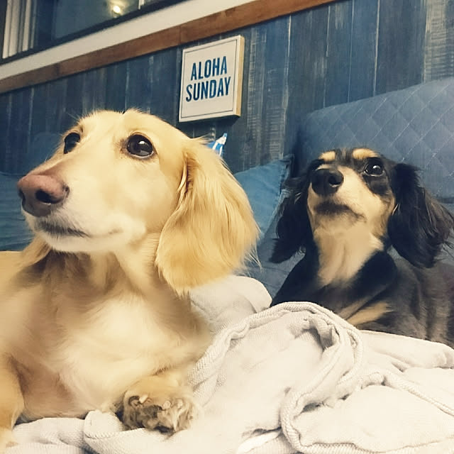 cocosorasakuさんの実例写真