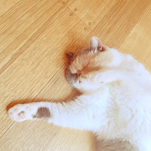 huayanyuさんの実例写真